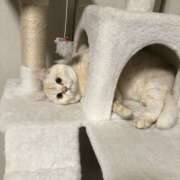 ありす お礼🙇‍♀️ コレクション