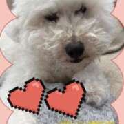 ヒメ日記 2026/04/12 09:36 投稿 西島 今日子 熟女パラダイス鶯谷店(カサブランカグループ)