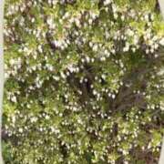 ヒメ日記 2026/04/14 10:08 投稿 西島 今日子 熟女パラダイス鶯谷店(カサブランカグループ)