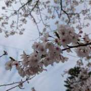 ヒメ日記 2026/04/07 22:18 投稿 月森(つきもり) 大牟田デリヘル倶楽部