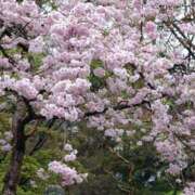 ヒメ日記 2026/04/19 20:08 投稿 とも 熟女ばかり