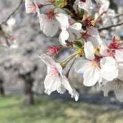 ヒメ日記 2026/04/13 08:27 投稿 さき 福島郡山ちゃんこ