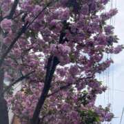 ヒメ日記 2026/04/14 00:23 投稿 まつ 熟女の風俗最終章 八王子店