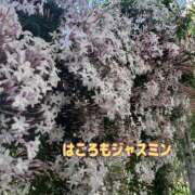 ヒメ日記 2026/04/26 00:33 投稿 まつ 熟女の風俗最終章 国分寺店