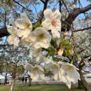 かえで はじめまして🌷 びくびくサークル五反田店