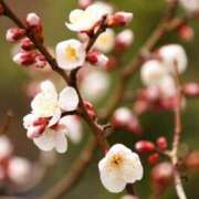 ヒメ日記 2026/04/09 09:02 投稿 ゆきな エディーズ