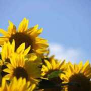 ヒメ日記 2026/04/14 07:16 投稿 ゆきな エディーズ