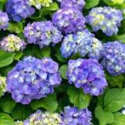 ヒメ日記 2026/04/26 07:27 投稿 ゆきな エディーズ