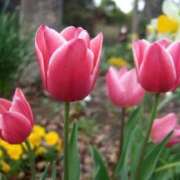 ヒメ日記 2026/04/26 16:26 投稿 ゆきな エディーズ