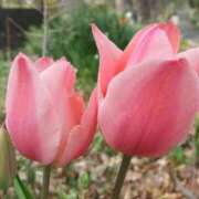 ヒメ日記 2026/04/27 10:02 投稿 ゆきな エディーズ