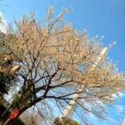 ヒメ日記 2026/04/08 09:29 投稿 みほ オナクラ大人女子