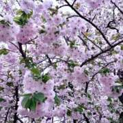 ヒメ日記 2026/04/09 17:08 投稿 れい Salon du M-えっちなお姉さんのM性感デリバリー-五反田店