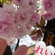 ヒメ日記 2026/04/14 11:48 投稿 れい Salon du M-えっちなお姉さんのM性感デリバリー-五反田店