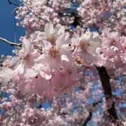 ヒメ日記 2026/04/14 19:48 投稿 芹澤レイラ クラブブレンダ東京池袋店