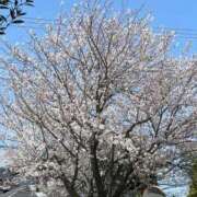 ヒメ日記 2026/04/08 21:03 投稿 まみ CLUB DEEP 博多