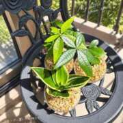 藍沢あみ 植物🪴 Mrs. Dandy Yokohama