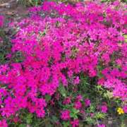 ヒメ日記 2026/04/26 19:24 投稿 あげは One More 奥様 所沢店