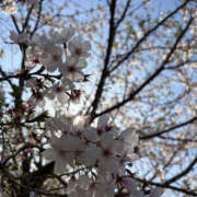 ゆら 出勤してます〜🌸 Kitty(キティー)