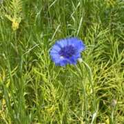 ヒメ日記 2026/05/14 00:04 投稿 前園さゆ 手コキ研修塾