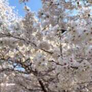 ヒメ日記 2026/04/12 17:10 投稿 暁ゆう コウテイ