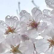 ヒメ日記 2026/04/07 18:47 投稿 清水ゆうこ 熟女パラダイス岐阜羽島店（カサブランカグループ）