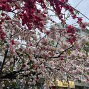 ヒメ日記 2026/04/07 13:06 投稿 えりこ 浜松人妻なでしこ(カサブランカグループ)