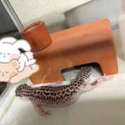 ヒメ日記 2026/10/08 14:15 投稿 つばき 男爵
