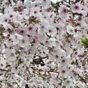 ヒメ日記 2026/04/12 13:28 投稿 すず 完熟とまと(十三)