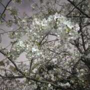 ヒメ日記 2026/04/07 14:00 投稿 相沢 錦糸町おかあさん