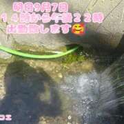 ヒメ日記 2026/09/06 10:16 投稿 カランコエ 飾窓