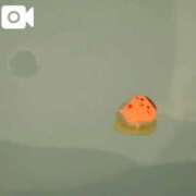 ヒメ日記 2026/07/01 15:18 投稿 せい ジャパンクラブ富士