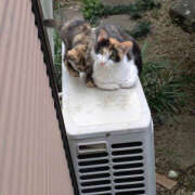 ヒメ日記 2026/04/15 09:18 投稿 あまね 熟女の風俗最終章 宇都宮店