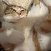 ヒメ日記 2026/04/15 15:21 投稿 咲良 Versailles