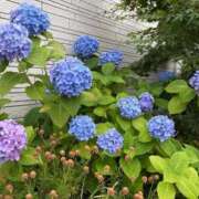 ヒメ日記 2026/06/02 10:24 投稿 咲良 Versailles