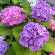 ヒメ日記 2026/06/06 21:25 投稿 咲良 Versailles