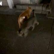 ヒメ日記 2026/06/12 01:21 投稿 咲良 Versailles