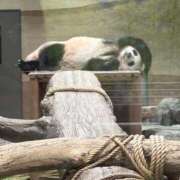 ヒメ日記 2026/07/14 14:21 投稿 咲良 Versailles
