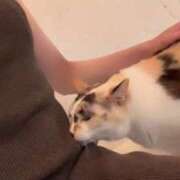 咲良 猫だらけ♡ Versailles
