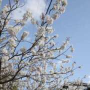 ヒメ日記 2026/04/12 22:00 投稿 清蘭-Seiran 品川エッセンス