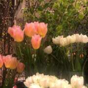 ヒメ日記 2026/04/10 13:45 投稿 ももか 完熟ばなな新宿