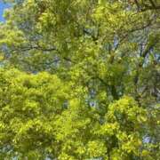 ヒメ日記 2026/04/11 12:26 投稿 ももか 完熟ばなな新宿