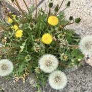 ヒメ日記 2026/04/15 17:56 投稿 葵 Respect