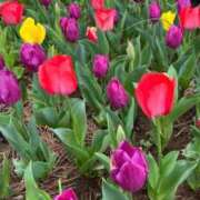 鏡 おと なんか…… 熟女パラダイス鶯谷店(カサブランカグループ)