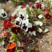 鏡 おと 12(日)体験入店いたします 熟女パラダイス鶯谷店(カサブランカグループ)