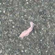 ゆきえ さすが五反田！ Salon du M-えっちなお姉さんのM性感デリバリー-五反田店