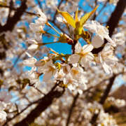 ヒメ日記 2026/04/13 08:22 投稿 あいる ラブコレ