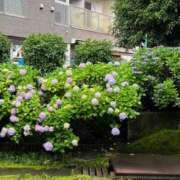 ヒメ日記 2026/06/29 12:15 投稿 星乃まりな ファンタジアルージュ五反田