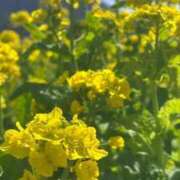 ヒメ日記 2026/04/09 02:17 投稿 リーフィア しろうとCollection