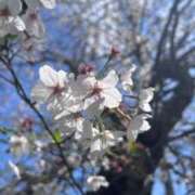 ヒメ日記 2026/04/09 21:07 投稿 リーフィア しろうとCollection