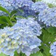 ヒメ日記 2026/04/18 13:57 投稿 リーフィア しろうとCollection